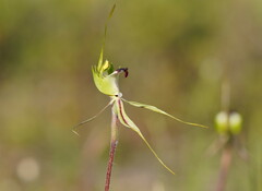 Caladenia tentaculata