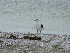 Larus dominicanus dominicanus