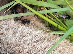 Australophyra rostrata