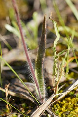 Caladenia tentaculata