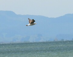 Larus dominicanus dominicanus