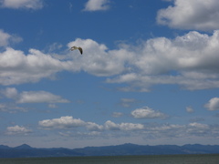 Larus dominicanus dominicanus