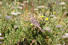 Emberiza hortulana