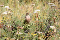 Emberiza hortulana