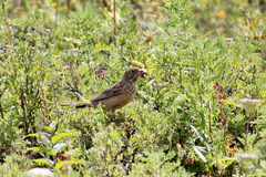 Emberiza hortulana