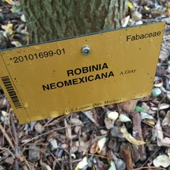 Obolodiplosis robiniae