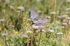 Emberiza hortulana