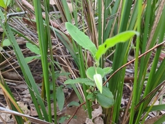 Billardiera mutabilis
