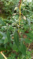 Lepidagathis formosensis