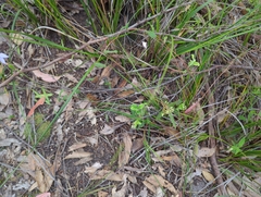 Billardiera mutabilis