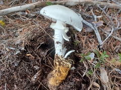 Amanita proxima