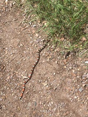 Lampropeltis knoblochi