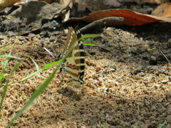 Graphium nomius