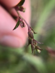 Gonocarpus tetragynus