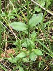 Gonocarpus tetragynus
