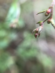 Gonocarpus tetragynus