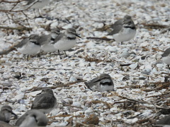 Anarhynchus frontalis