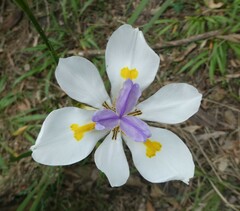 Dietes grandiflora
