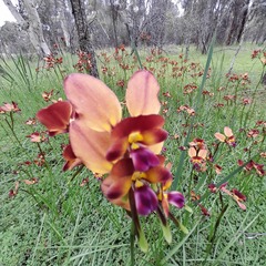 Diuris longifolia