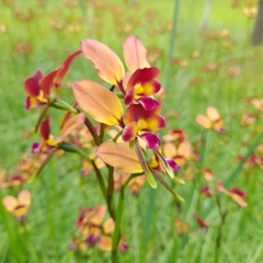 Diuris longifolia