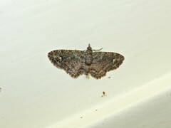 Pasiphilodes testulata