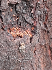 Nimbopsocus australis