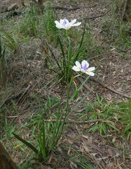 Dietes grandiflora