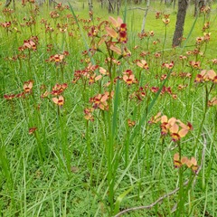Diuris longifolia