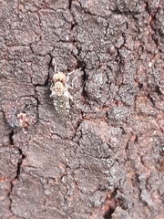 Nimbopsocus australis