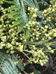 Acacia mearnsii
