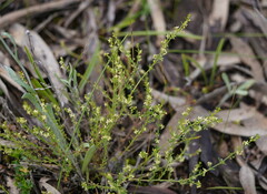 Galium gaudichaudii