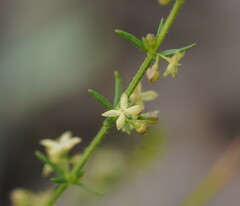 Galium gaudichaudii