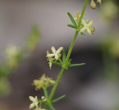 Galium gaudichaudii