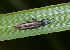 Eurispa vittata