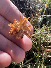 Trifolium dasyphyllum