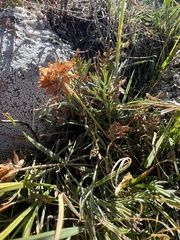 Trifolium dasyphyllum