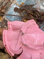 Phintelloides versicolor