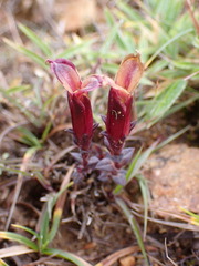 Gentiana scabrida
