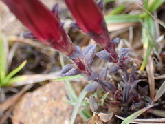 Gentiana scabrida