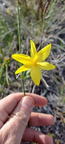 Image of Bobartia longicyma by (c) Eugene Hahndiek, some rights reserved (CC BY-SA)