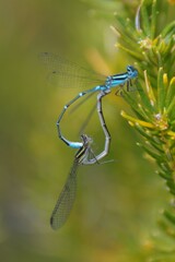 Austroagrion watsoni