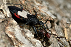Microtomus purcis