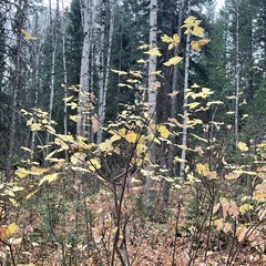 Acer glabrum douglasii