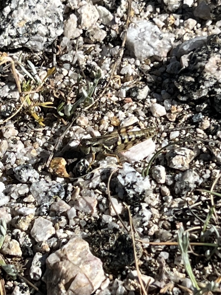 Melanoplus atangi