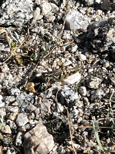 Melanoplus atangi