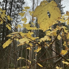 Acer glabrum douglasii