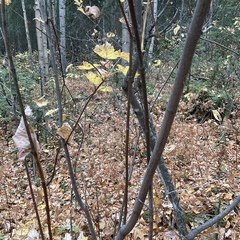 Acer glabrum douglasii