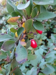 Berberis thunbergii