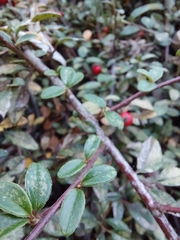 Berberis thunbergii