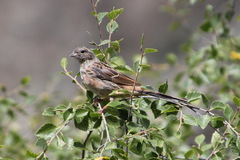 Emberiza godlewskii